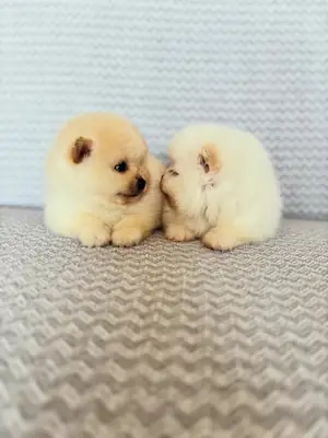 POMERANİAN BOO ERKEK YAVRULAR