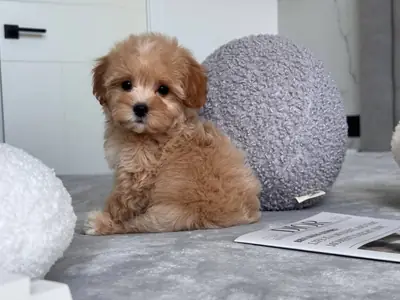 Poodle
