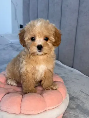 贵宾犬