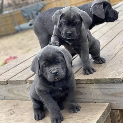 Şirin yavru köpekler