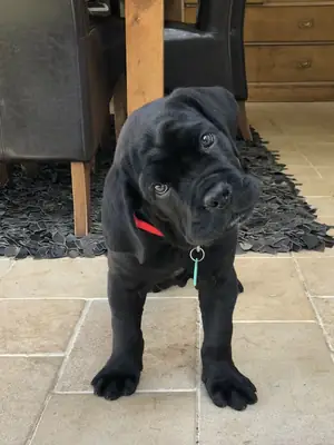 Şirin Yavru Köpek