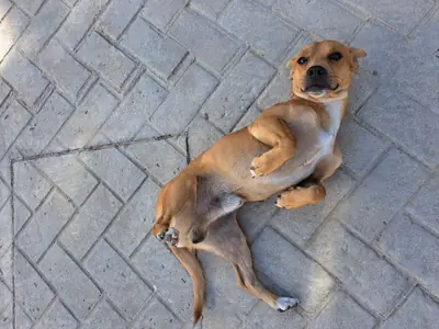 Çok sevecen köpek