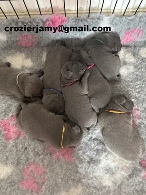 蓝色斯塔福德郡斗牛犬幼犬