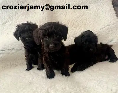 Chiots Schnoodle