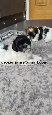 Precioso cachorro Shihpoo