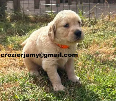 cachorro Golden Retriever (macho y hembra)