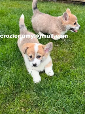 Cachorros de Pembroke Welsh Corgi