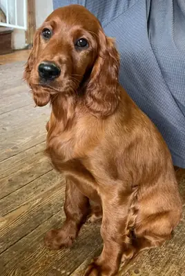 Cachorros irlandeses para adopción