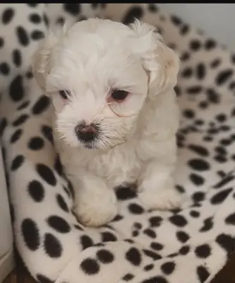 Güzel Bichon Frize yavruları evlat edinme için