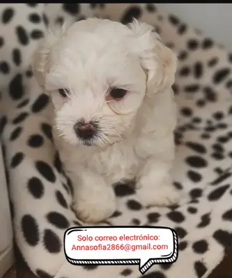 Beautiful Bichon Frise puppies for adoption