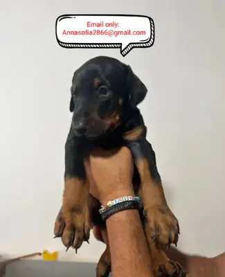 Safkan Doberman Yavrusu Sahiplendirme