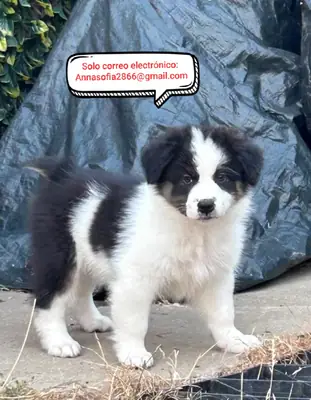 Cachorros de pastor australiano en adopción