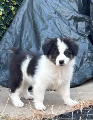 Sevimli Avustralya çoban köpeği yavrusu evlat edinme