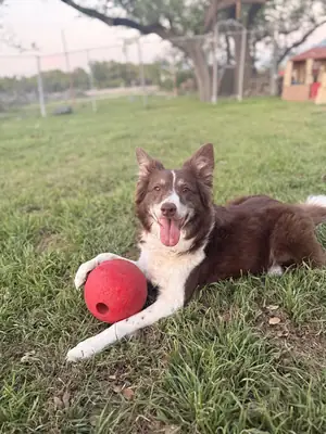border collie sahiplendirme
