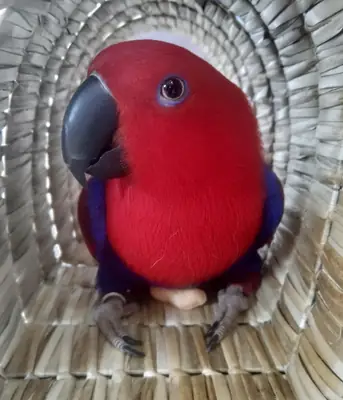 Эклектусовый попугай