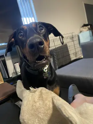 doberman sahiplendirme