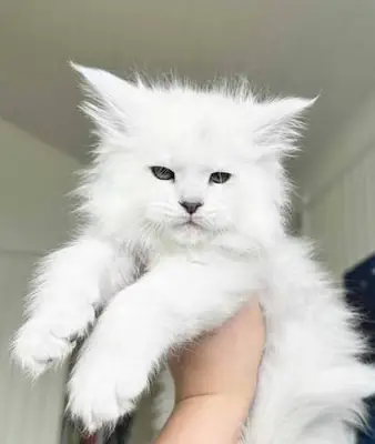 缅因猫