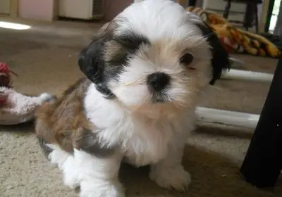 Very Playful Shih Tzu Puppies 