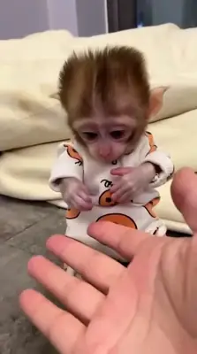非常活泼的猴子可供出售，雄性和雌性