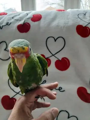 Female Amazon parrot ready to go 