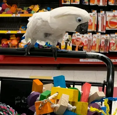 Disponible loro cacatúa macho