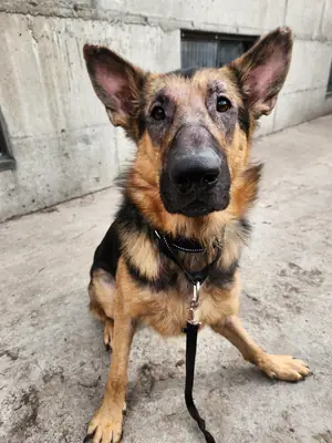 alman kurdu sahiplendirme