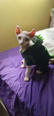 sphynx kedi verilecek