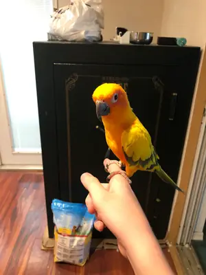 Джендай Конур