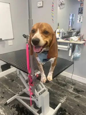 beagle sahiplendirme