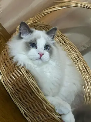 ragdoll kedi