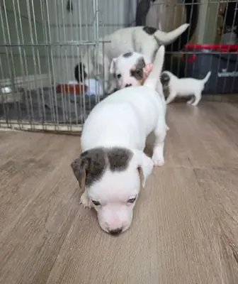 Cachorros de Jack Russell para adopción