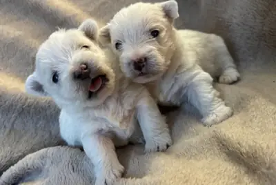 Adorables chiots West Terrier à adopter.