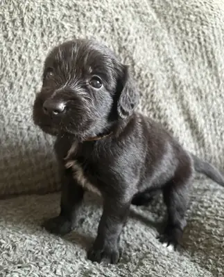 Cocker Spaniel et Border Collie : race hybride