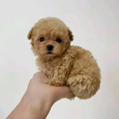 Des chiots caniche adorables, doux et bien élevés cherchent un nouveau foyer.