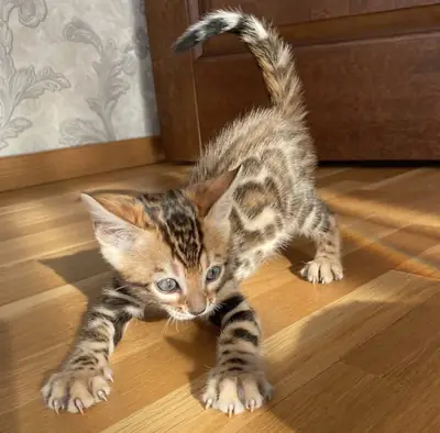 Доступны для переезда котята бенгальской породы (мальчики и девочки).