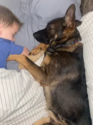 german shepherd rehome