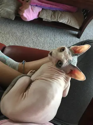 sphynx cat needs someone around