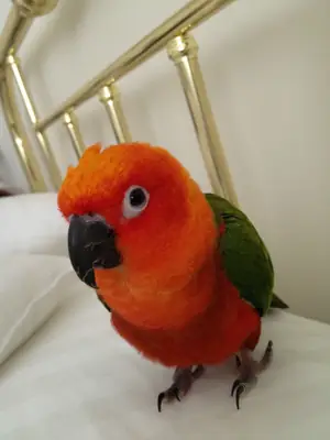 Джендайский попугай для опытного владельца