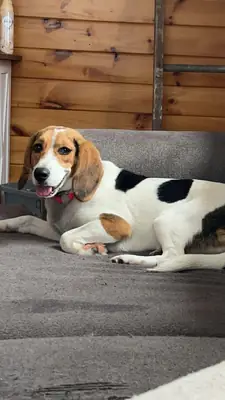 beagle, not for quiet homes