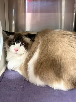 ragdoll cat rehome