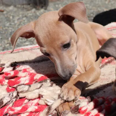 Akıllı ve hipoalerjenik İtalyan Greyhound yavruları evlat edinilmeye hazır