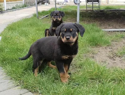 🐾🖤 МИЛЫЙ ЩЕНК РОТВАЙЛЕРА В 3 МЕСЯЦА НА УСЫНОВЛЕНИЕ 🖤🐾