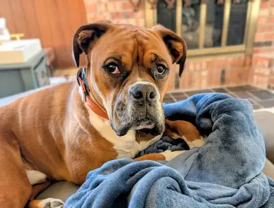 boxer dog needs new home