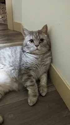 british shorthair, easy cat