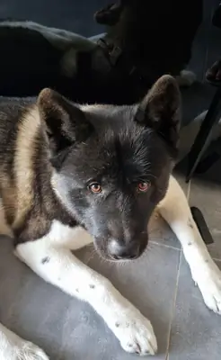 Akita rehome