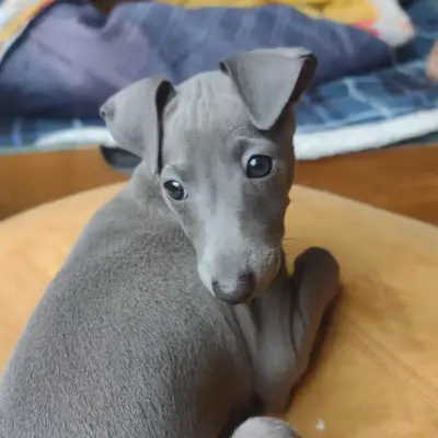 Adorable Male and Female Italian Greyhound Puppies Available