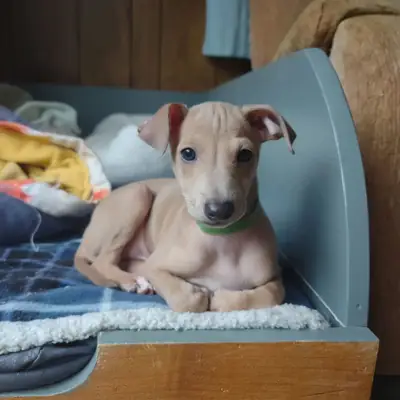 Beautiful Male and Female Italian Greyhound Puppies Available