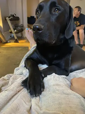 labrador en adopción