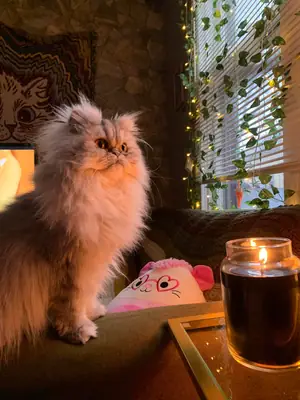 Gato persa tranquilo