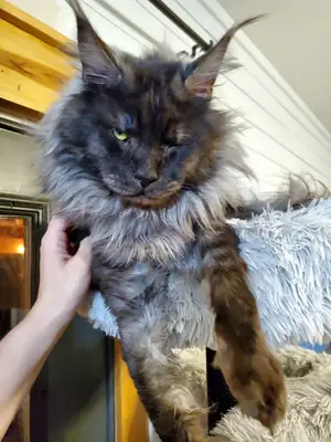 Maine Coon
